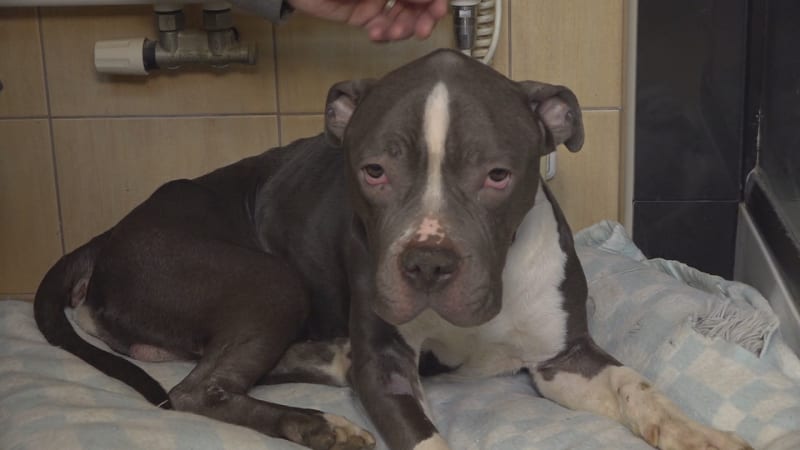 Konec dlouhodobého uvazování psů na řetěz. Majitelům hrozí tučná pokuta i zákaz chovu