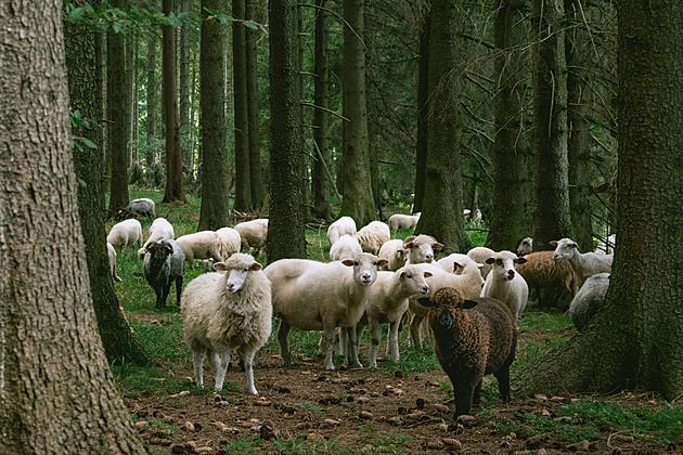 Potkat prase na houbách? Dobytek se může zase pást v lesích, zákaz končí