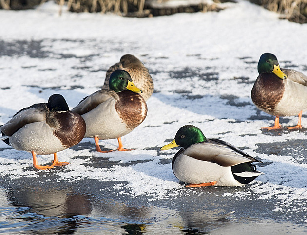 Ptačí chřipka u volně žijících kachen na Jablonecku. Veterináři varují chovatele