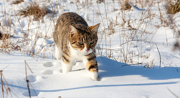 Lednoví nejroztomilejší mazlíčci se radují, vyhráli krmivo, hlasující knížky