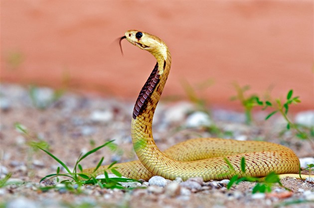Chovatel z Teplicka bojuje o život, uštkl ho nejjedovatější had na světě