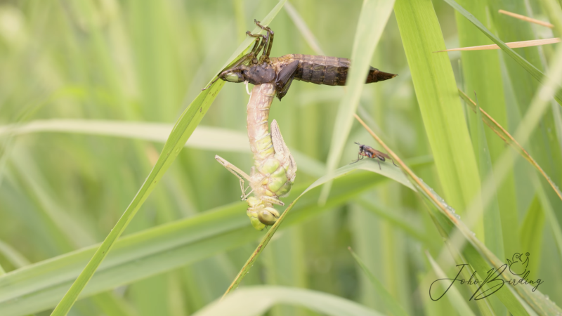 Svlékání vážky i ptačí radovánky. Kameraman ukazuje českou přírodu v nevídaném detailu