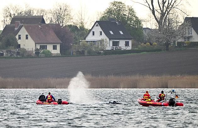 Velryba Timmy se sama vyprostila a plave zátokou, pomohla zvýšená hladina