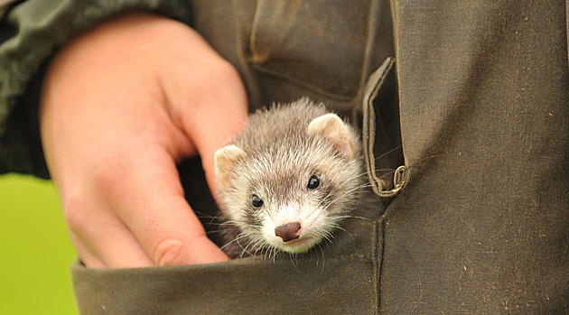Mladíkovi zachránila život fretka. Pak ji přijal za mazlíčka i jeho otec