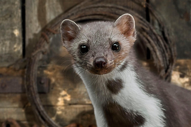 Kuna v domě. Jak se jednou a provždy zbavit tohoto nezvaného nájemníka